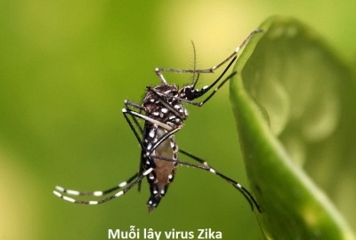 Tăng cường công tác phòng, chống dịch bệnh Zika và sốt xuất huyết